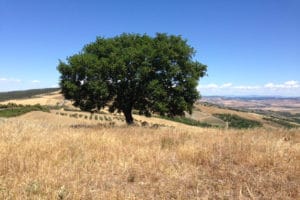 albero verso rocca d'orcio