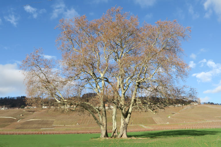 tre alberi tre grazie