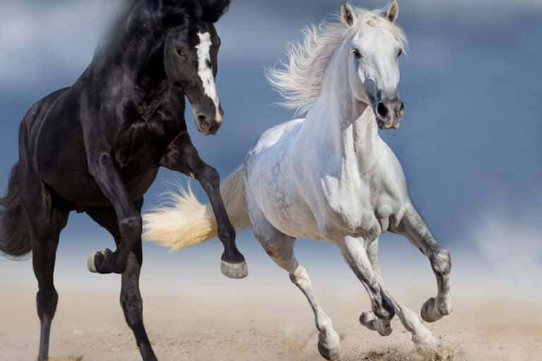 Cavallo bianco e cavallo nero